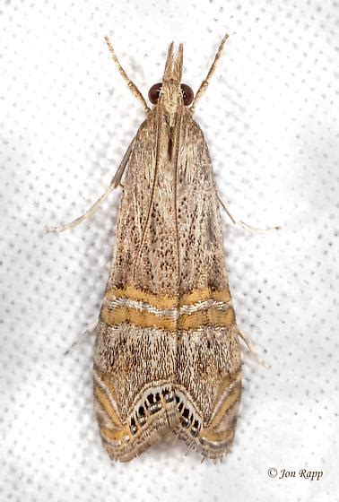 Belted Grass Veneer Euchromius Ocellea Bugguidenet