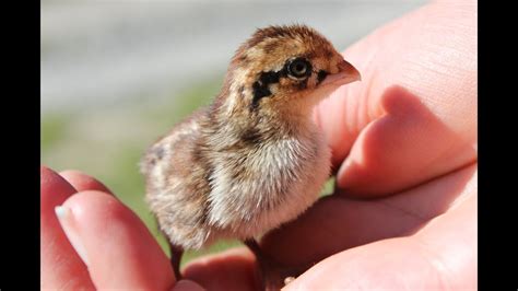 Tiger Tales Raising Bobwhite Quail Organically With A Mother Hen