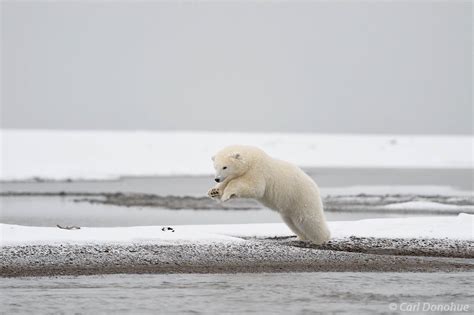 Polar Bear Cub Jumping A Stream Arctic National Wildlife Refuge