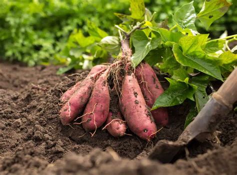 Patate Douce Tout Savoir Sur Cette Plante Riche En Bienfaits Et