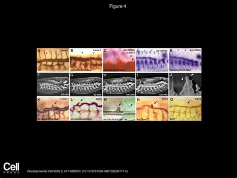 In Vivo Imaging Reveals Different Cellular Functions For FGF And Dpp