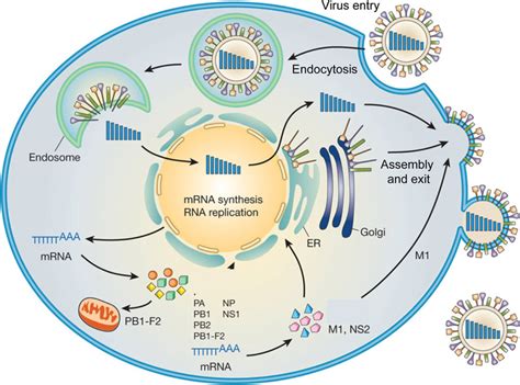 Viral Replication Cycle