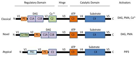 IJMS Free Full Text Cell Signaling Through Protein Kinase C