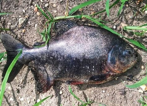 Teen Reels In A Fish That Looks Like A Piranha From Sc Lake The State