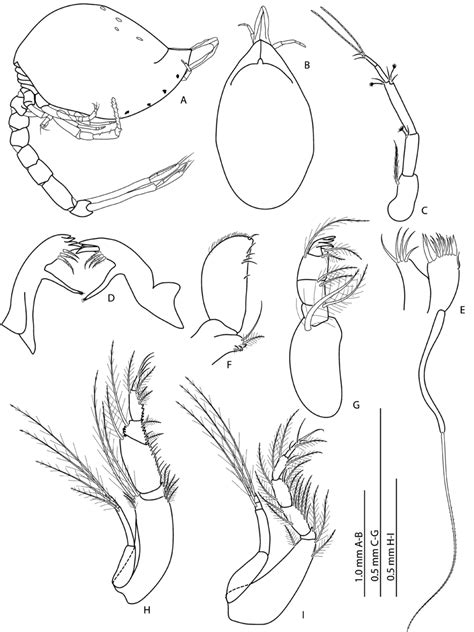 Campylaspis Apheles N Sp Holotype Subadult Female Niwa A