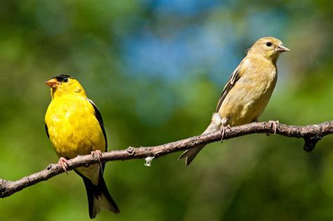 Featured Birds American Goldfinches