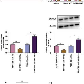 HMGB1 Is The Downstream Target Of MiR 140 3p A The Binding Sequence