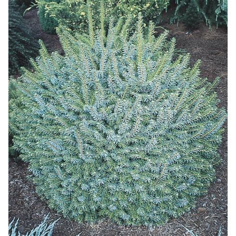 5-Gallon Dwarf Globe Blue Spruce Feature Shrub in Pot (L6213) at Lowes.com