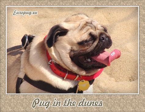 Pug`s Adventures In Dunes Долгая дорога в дюнах Europug Pugs Pug