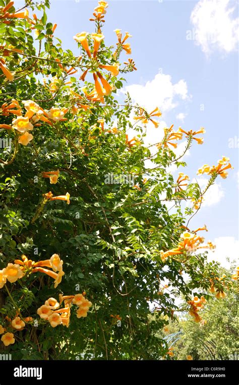 Trumpet Creeper Vine Campsis Radicans Flava Stock Photo Alamy