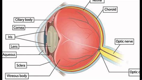 Lateral View Of The Eye Posterior View