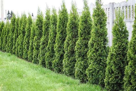 10 Best Plants For Fence Line Harper S Nurseries