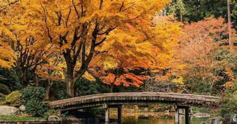 The Best Places To See Fall Foliage In Vancouver