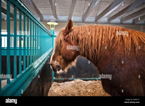 Horses From Jutland Inside The Stable At The Carlsberg Brewery In The