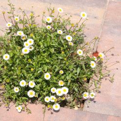 Erigeron Karvinskianus Muurfijnstraal Fijnstraal Mexicaans