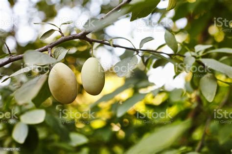 노란색 잘 익은 마리아 매 화 또는 나무에 마이 콘 자 두 자두에 대한 스톡 사진 및 기타 이미지 자두 노랑 0명