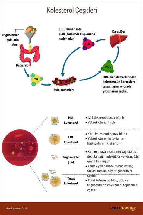 Yaşa göre kolesterol HDL LDL Trigliserid düzeyleri ne olmalı