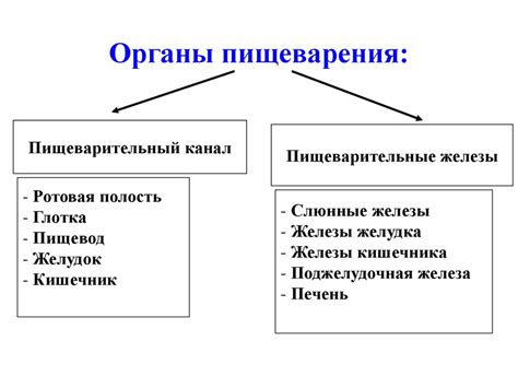Пищеварительная система - презентация онлайн