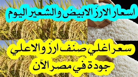 سعر اغلي نوع ارز الان مع اسعار الارز الشعير والابيض YouTube