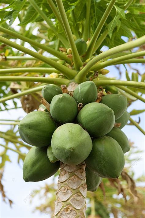 Pohon Pepaya Dengan Buah Buahan Foto Latar Belakang Dan Gambar Untuk