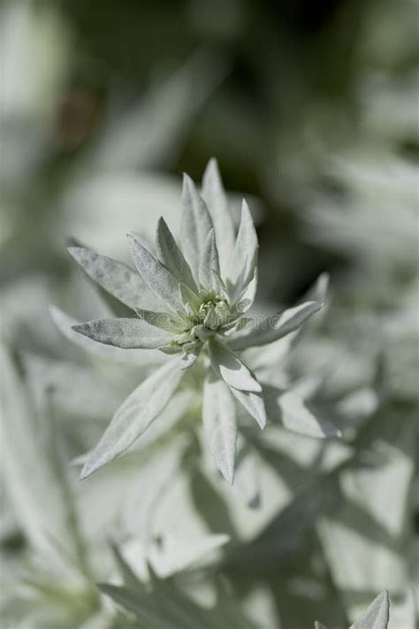 La Reina De Plata Artemisia Ludoviciana Es Una Planta Floreciente Con