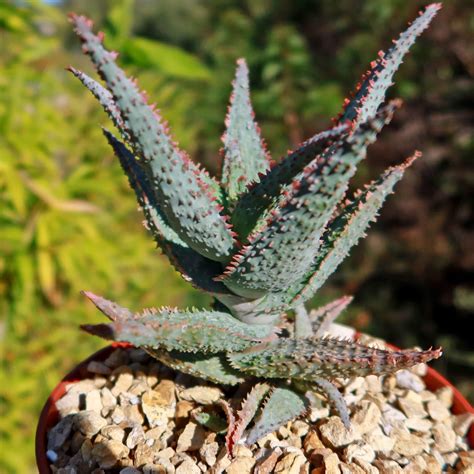 Purple People Eater Aloe Aloe Hybrid Shop Online At Planet Desert