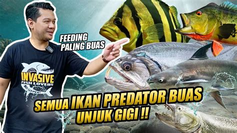 Mantap Gila Keepers Ikan Predator Buas Kumpul Dan Unjuk Gigi Youtube