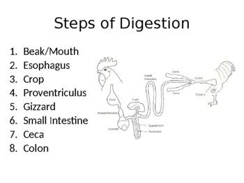 Avian Digestive System PP By Sara Wendt Teachers Pay Teachers