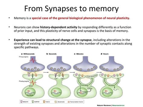 Neurobiology of memory