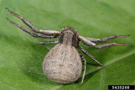 Ground Crab Spider Size