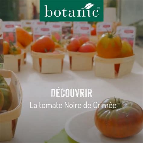 Tomate C Tel E Noire De Crim E Bio Noire La Barquette De Plants