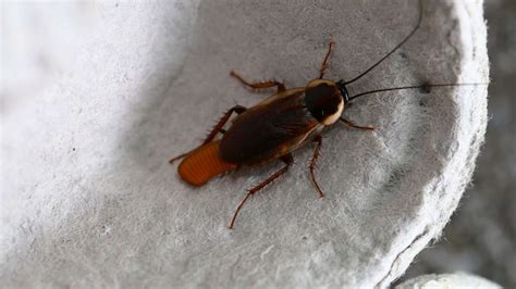 What Do Cockroach Eggs Look Like And How To Get Rid Of Them