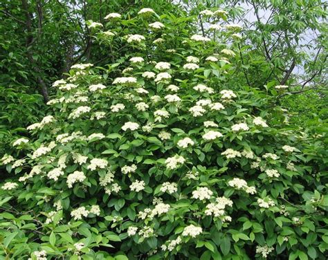 Viburnum Brandywine