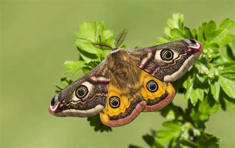 Emperor Moth Saturnia Pavonia Seaford Male Possibly T Flickr