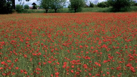 Jaar Bevrijding Het Klaproosveld Is Het Meest Levendige Monument