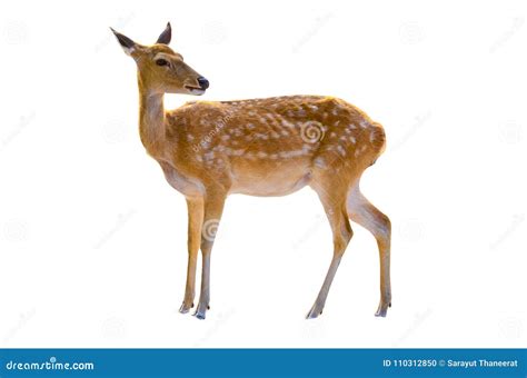 Baby Deer Isolated In White Background Stock Photo Image Of Nature