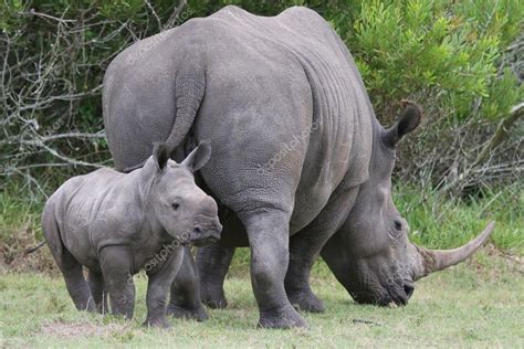 Baby Rhinoceros and Mom — Stock Photo © fouroaks #5198116