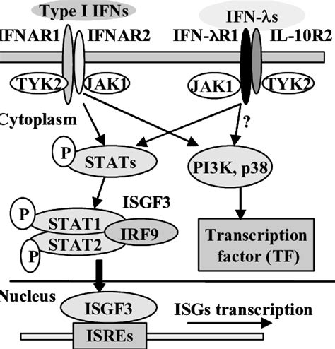 Signaling Pathways Induced By Type I Ifns And Ifn λs Type I Ifns