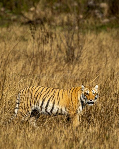 Wild Female Bengal Tiger Or Panthera Tigris Tigris Side Profile With