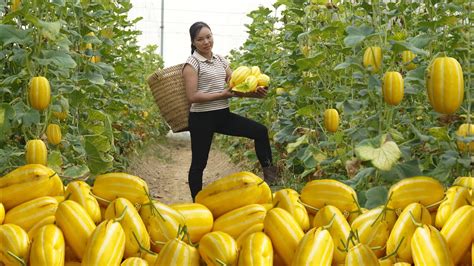 Harvesting Korean Melons Goes To The Market Sell Catching Frogs