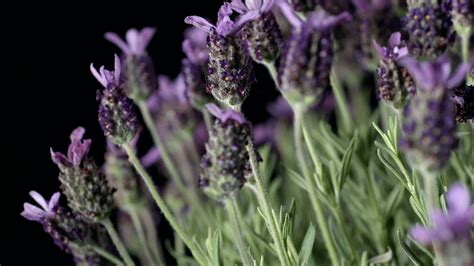 How Is Lavender Used Medicinally? | Britannica