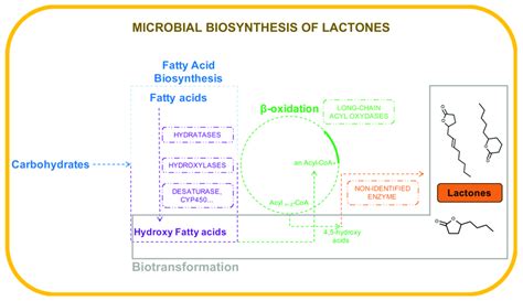 Schematic Representation Of Microbial Biosynthesis Of γ And δ Lactones