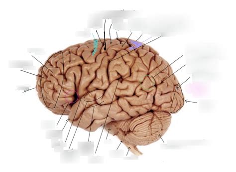 brain lab  temporal view diagram quizlet