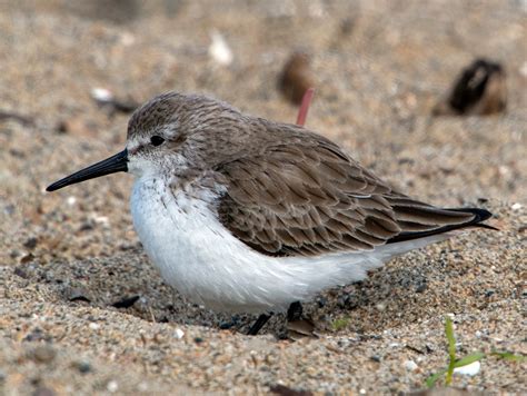 Western Sandpiper Audubon Field Guide