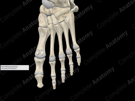 First Metatarsal Bone Complete Anatomy