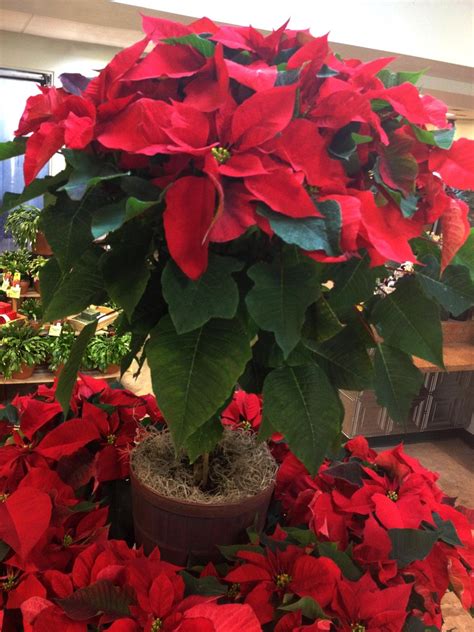 Poinsettia The Christmas Flower Freytags Florist Freytags Florist