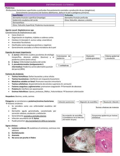 Enfermedades Cutáneas Ninavetstudy Udocz