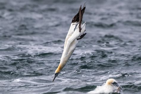 Northern Gannet By Ian Bollen Birdguides