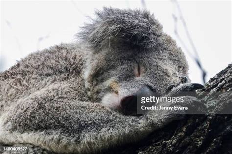 2,131 Koala Habitat Trees Stock Photos, High-Res Pictures, and Images ...