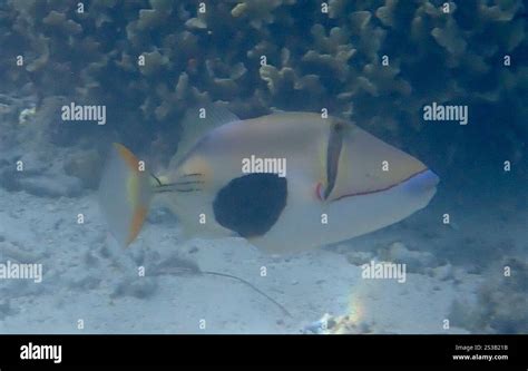 blackpatch triggerfish rhinecanthus verrucosus stock photo alamy
